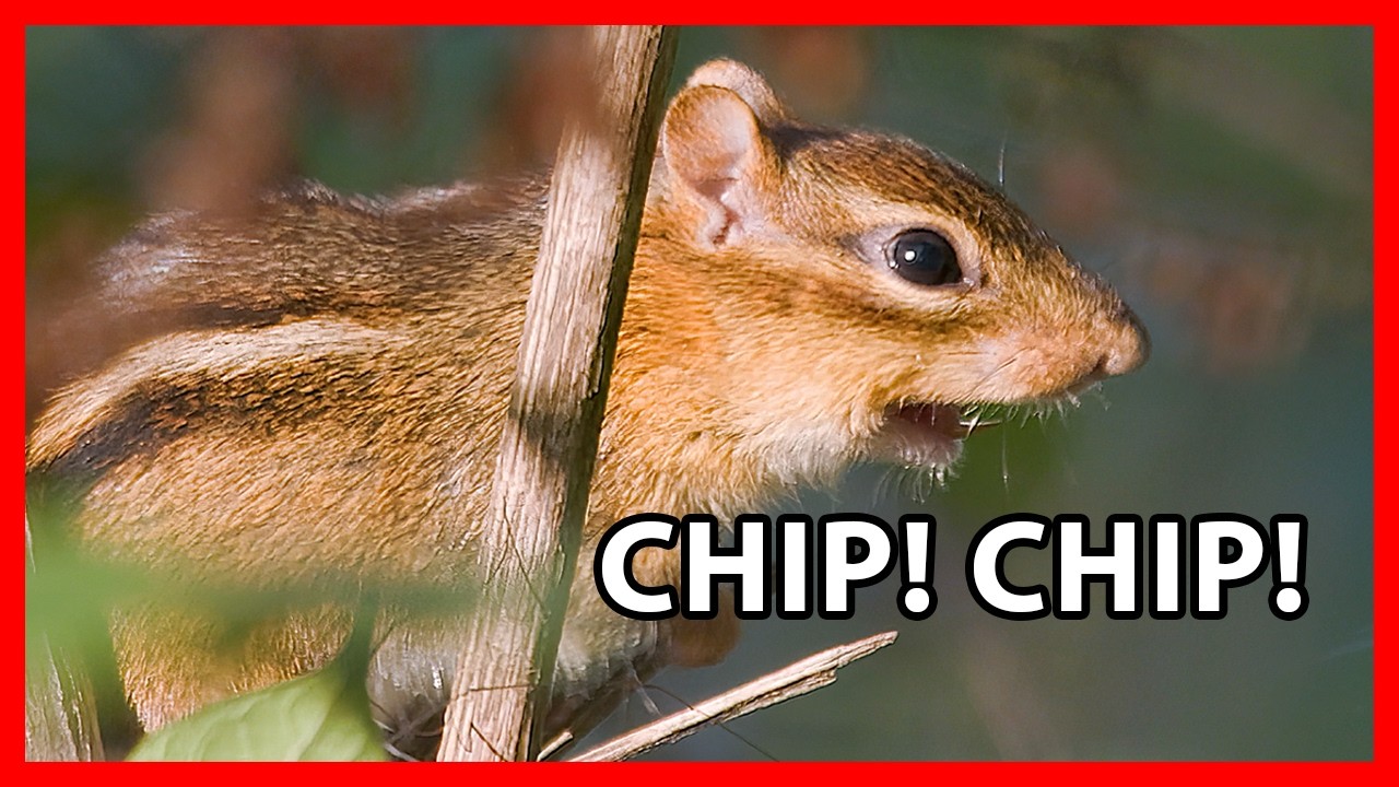 Eastern Chipmunk Calls, Sounds, Chirps
