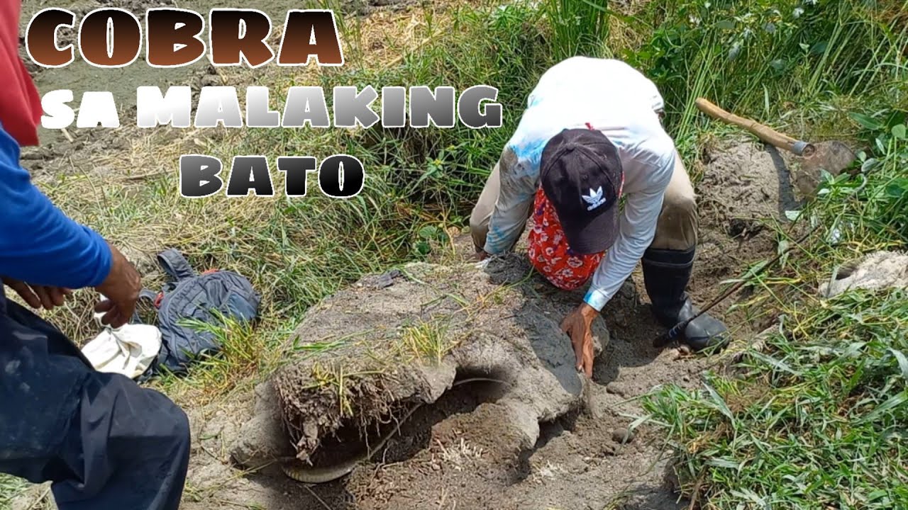 COBRA SA MALAKING BATO | JTG KAMANDAG