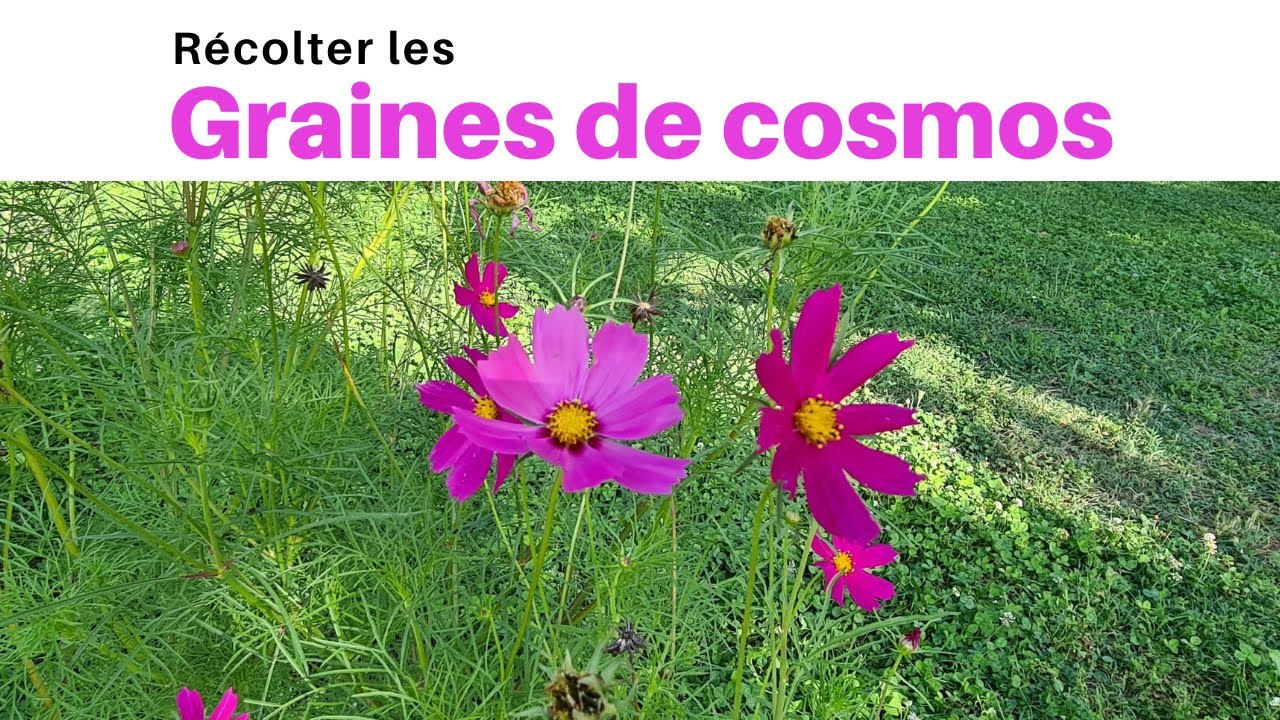 Récolter les graines de cosmos - Astuce