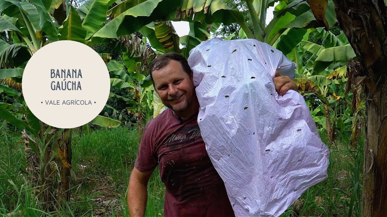 Irmãos inovam na produção de banana no Rio Grande do Sul e compartilham dicas da lavoura