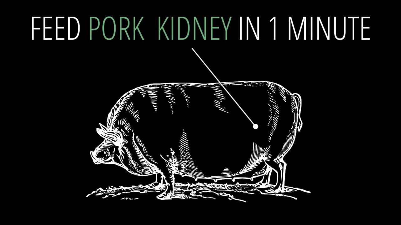 Feed Pork Kidney in 1 Minute