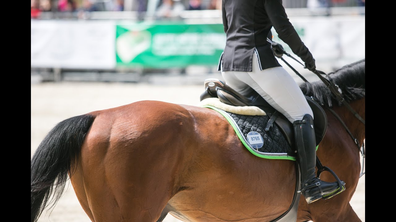 PFERD Wels 2019 - Die Highlights