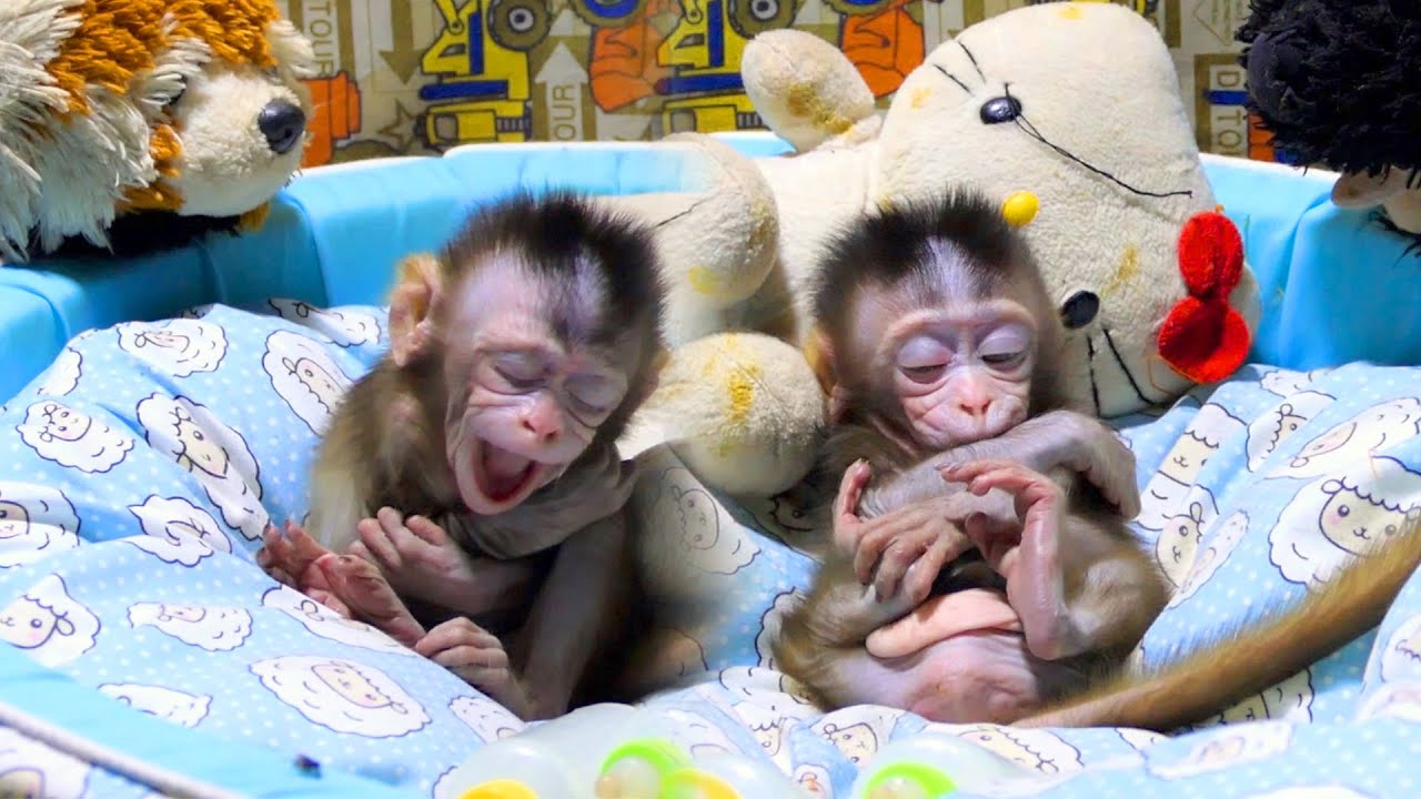 Baby Roma when very sleepy really lovely | Roma smart