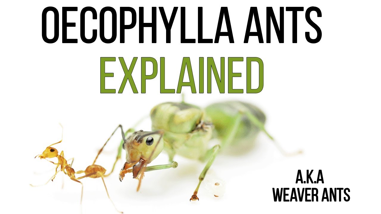 How weaver ants build their nests? From the weaver ant queen to the nest documentary