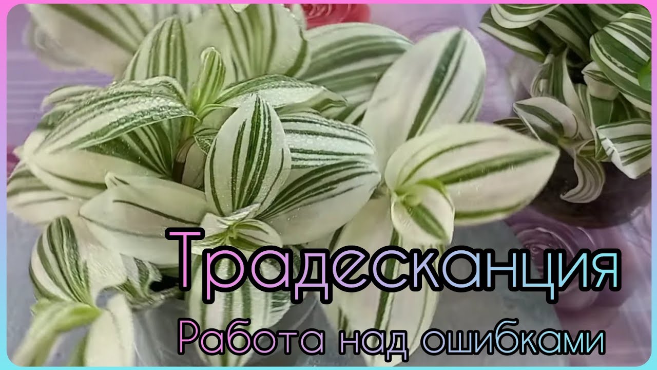 Не надо так сажать ТРАДЕСКАНЦИЮ🌱Получается ерунда🌸Белоцветковая🌱Быстрое размножение🌸Грунт🌱Полив🌸