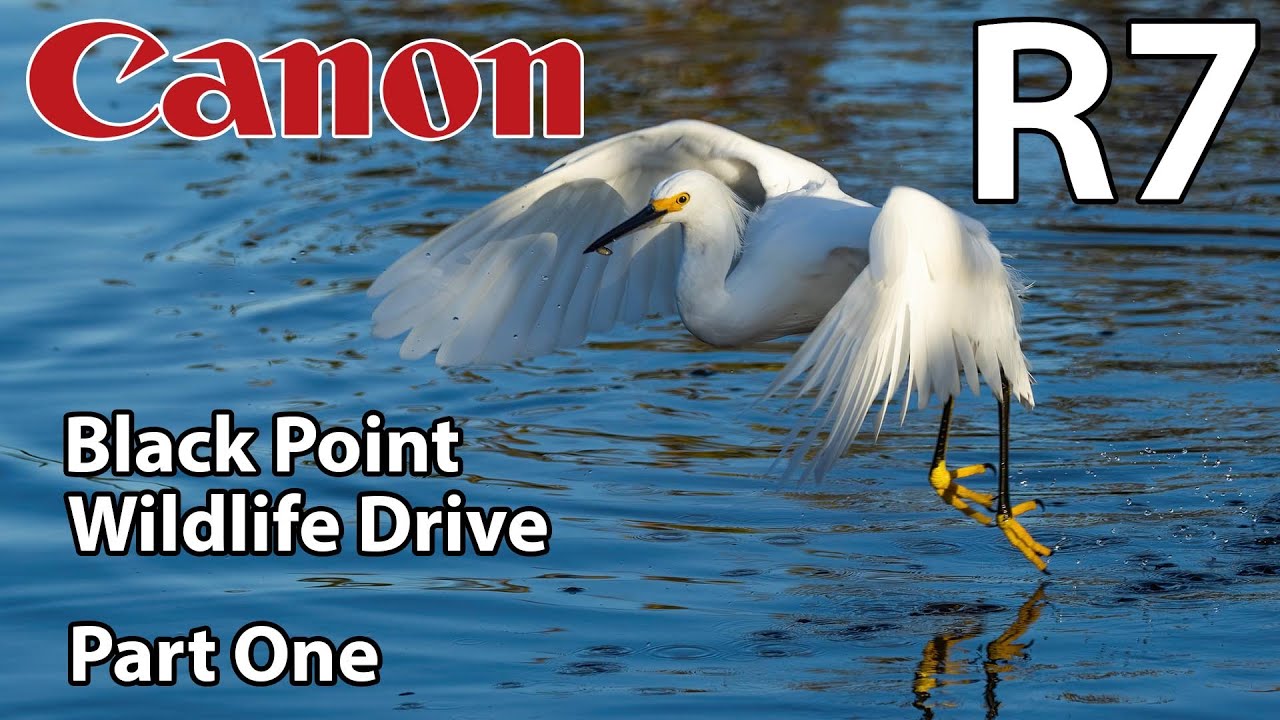 Canon R7 Bird Photography at Black Point Wildlife Drive • Part One