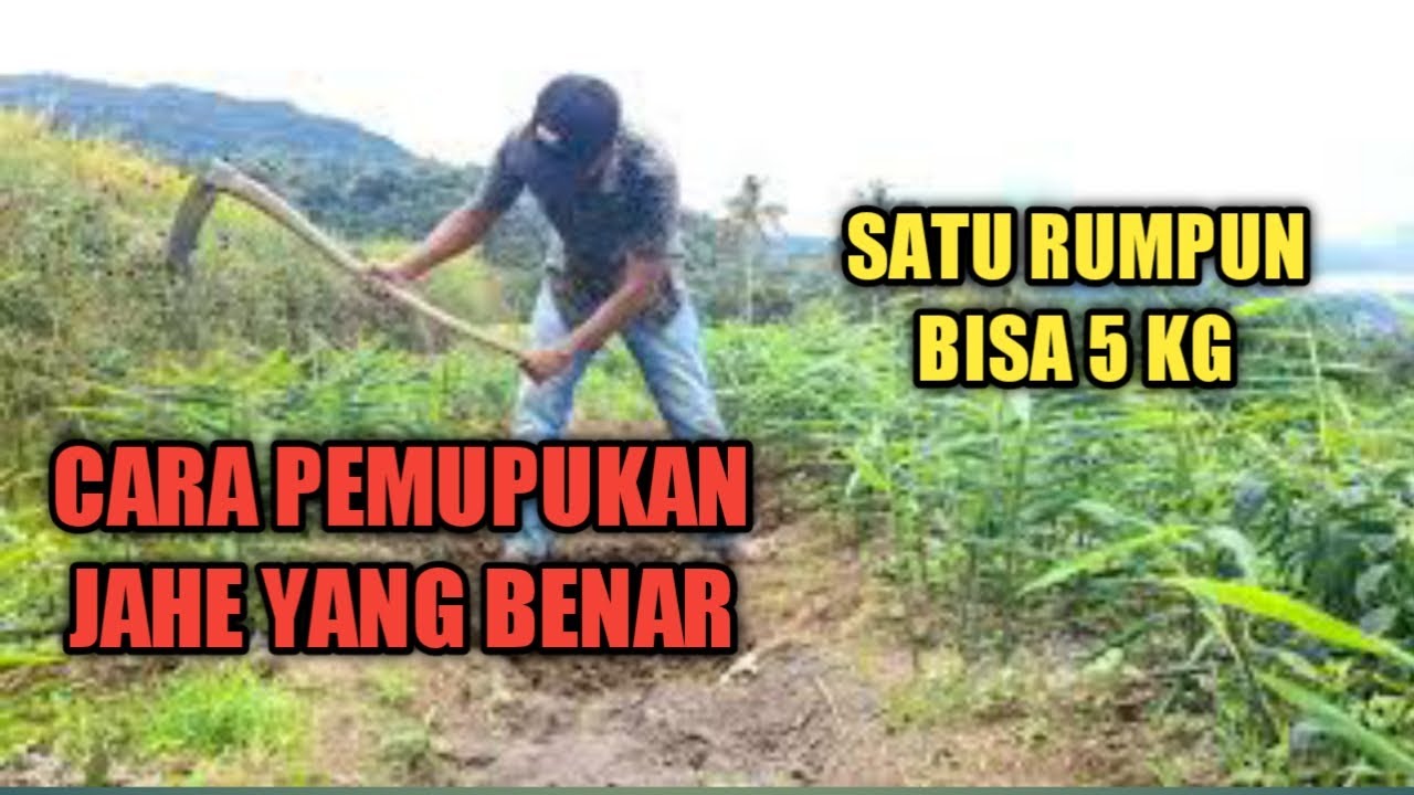 pemupukan jahe agar berumbi besar