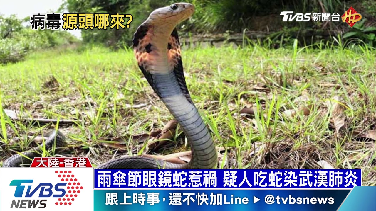 【十點不一樣】武漢肺炎病毒哪裡來　野味惹禍疑人吃蛇肉染病