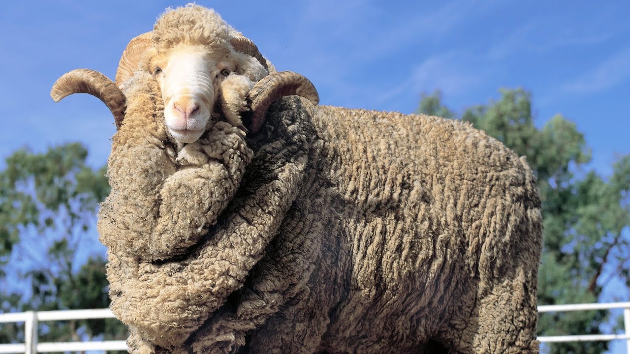 Merino Sheep | Epic Wool Producers