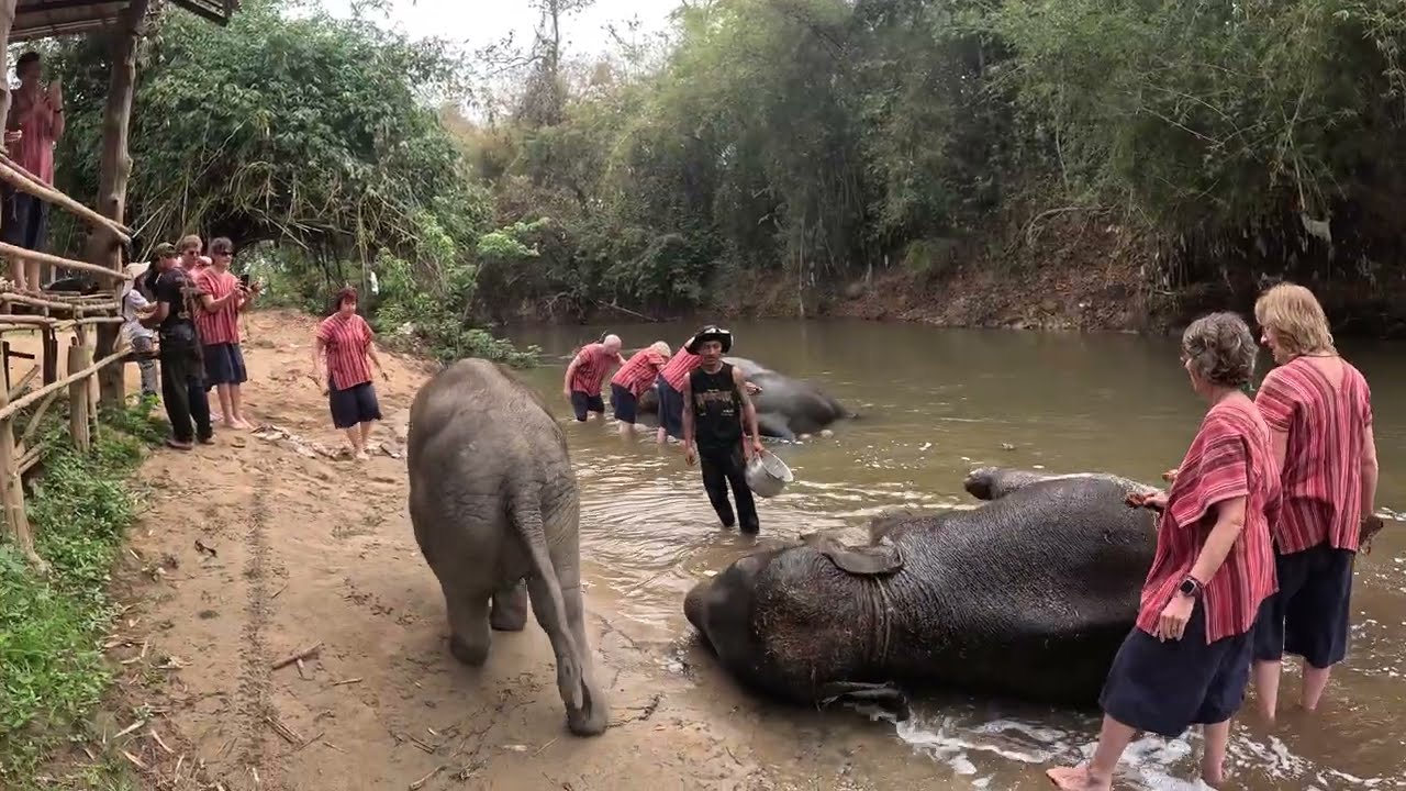 อาบน้ำ กับช้าง