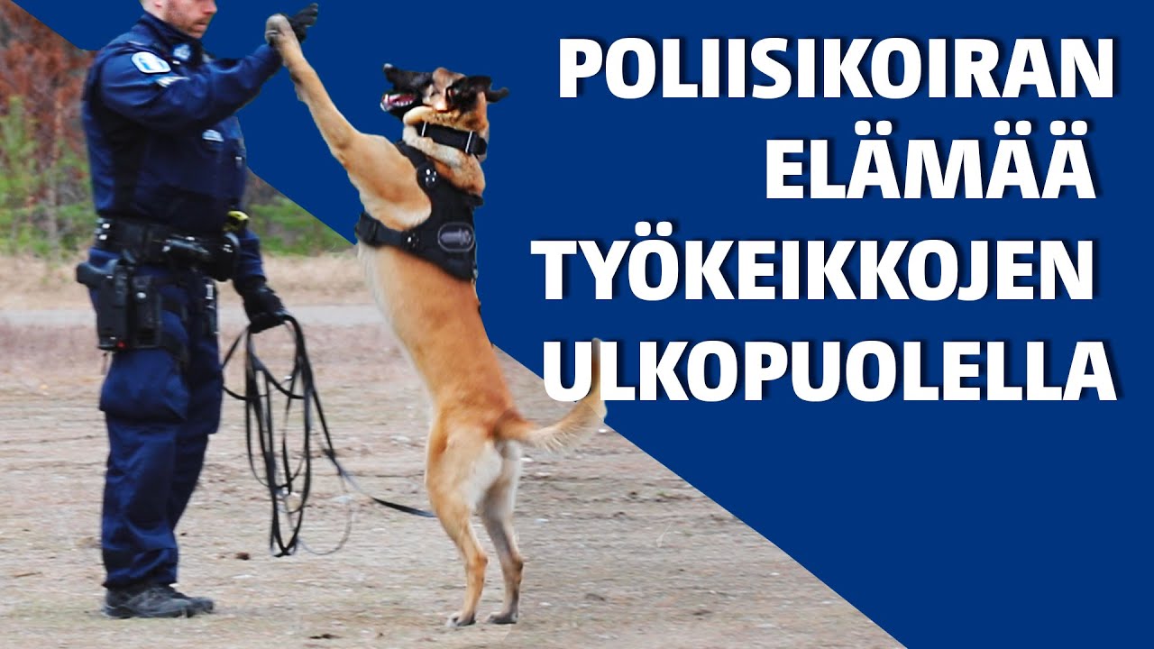 Poliisikoiran elämää työkeikkojen ulkopuolella