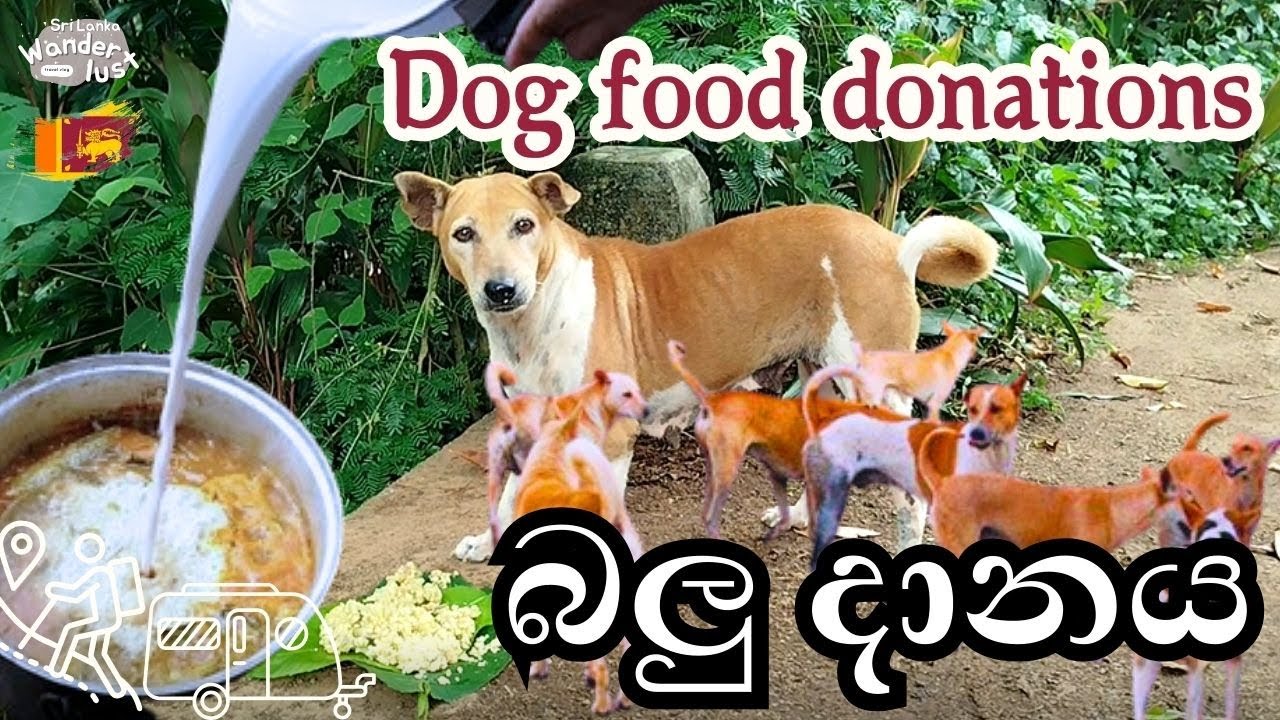 දුන්න බලු දානය | Donate Food 🐕🥰❤️#dog #cat #donation #srilanka #youtube #viralvideo #travelvlog