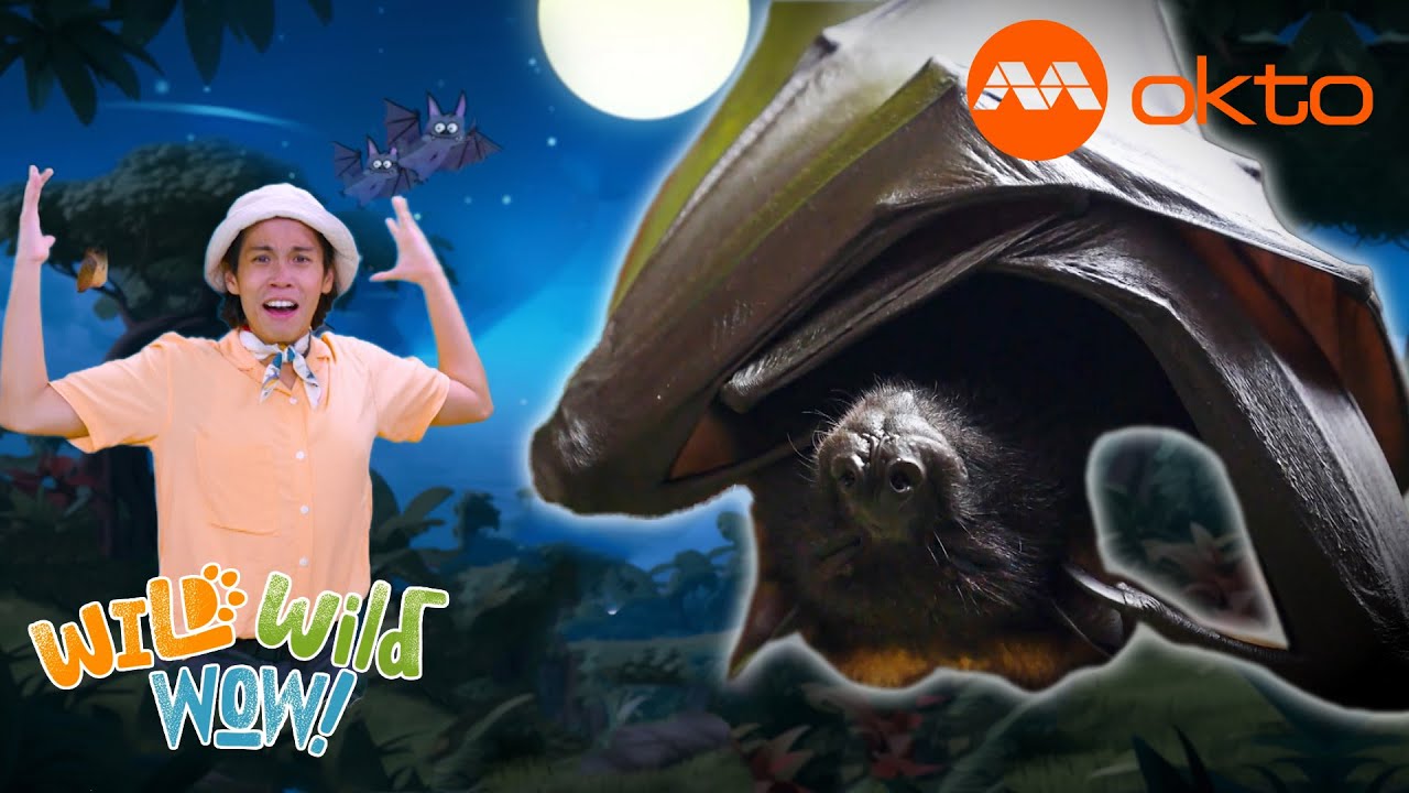 Why do BATS sleep like this?! 🤫🤭 | Wild Wild Wow S2E04C | @mediacorpokto