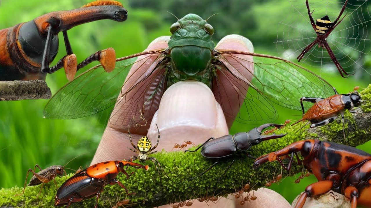 catch the noisiest insects in the wild