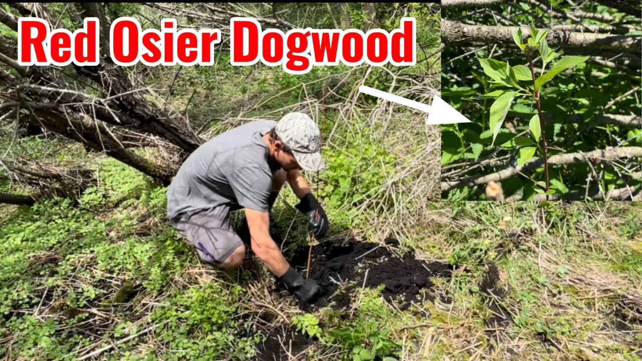 Planting Red Osier Dogwood for Deer Habitat and Browse