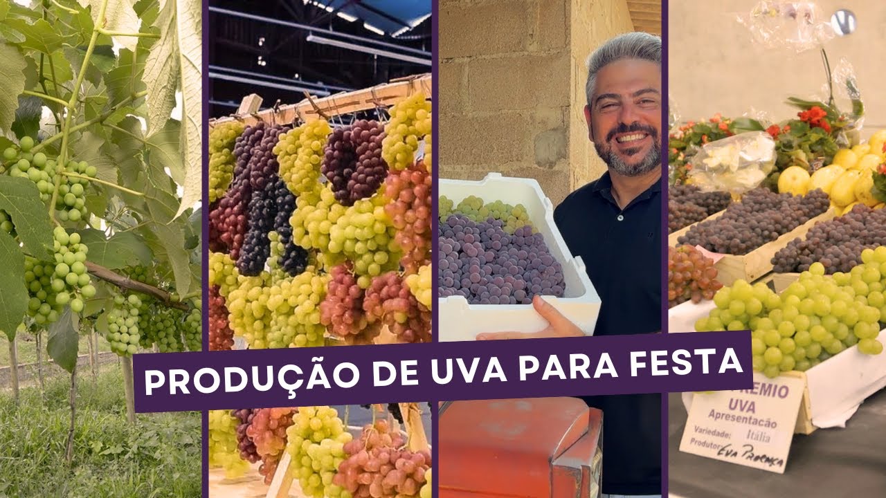 COLHEITA DA UVA NIÁGARA EM JUNDIAÍ | PREPARATIVOS PARA A FESTA DA UVA 2026