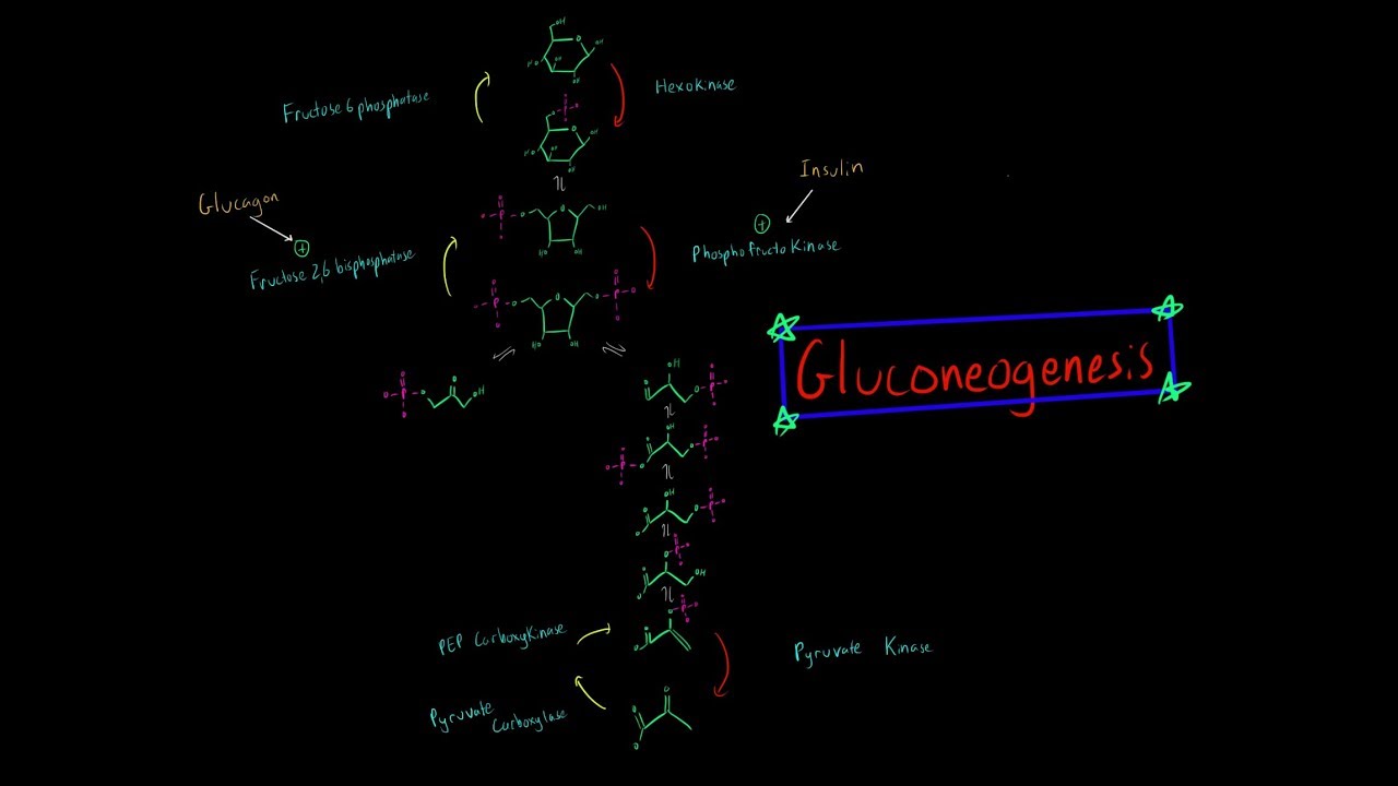 Gluconeogenesis (EVERYTHING YOU NEED TO KNOW BIOCHEMISTRY MCAT)