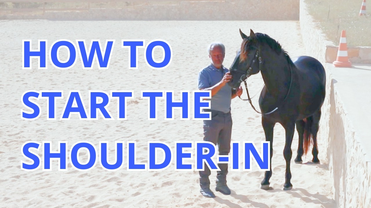 3 Ways to teach your horse the Shoulder-in with work-in-hand