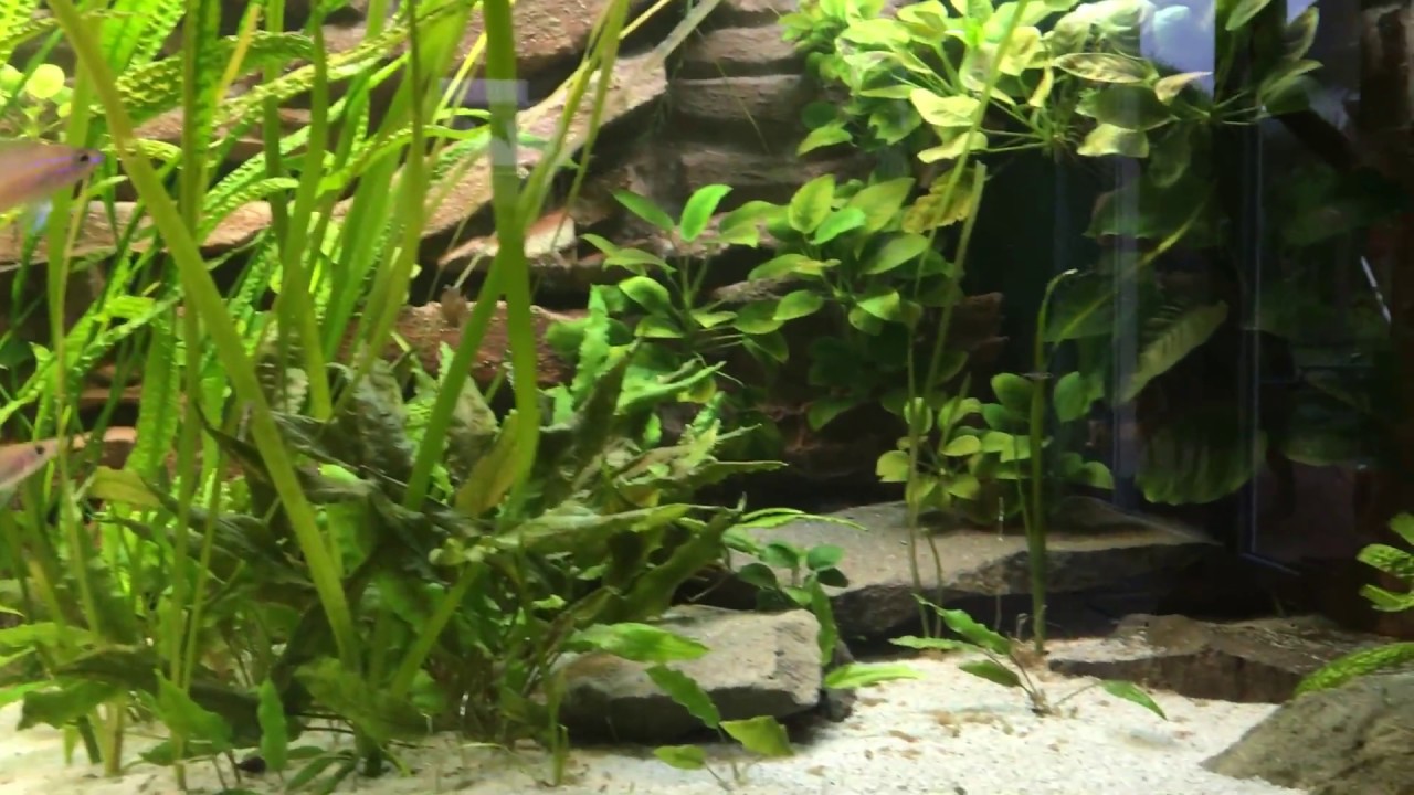 Paracyprichromis nigripinnis Blue Neon in 200x80x60