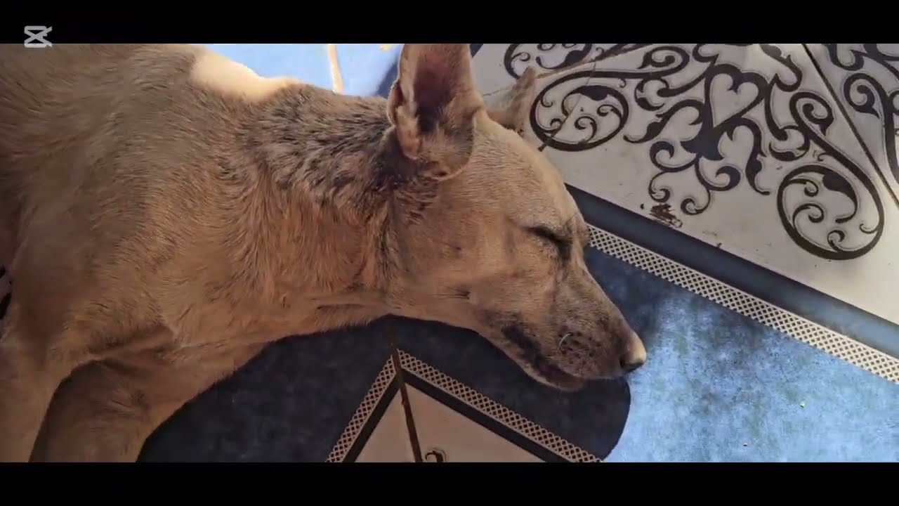 Hoy nos pasó algo muy triste 😥  mi jente con nuestra 😢 perrita 😢 
