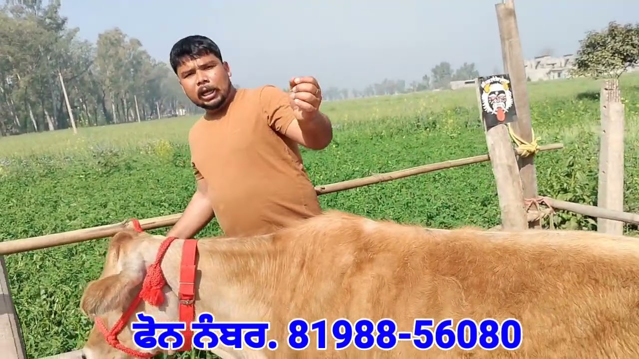 ਮੁੰਡੇ ਦਾ ਕੰਮ ਚੰਗਾ 💥ਸੋਹਣੀਆਂ 4 ਵਹਿੜਾਂ ਵਿਕਾਊ❤️Beautiful Jersey and H. F Cows For Sale 