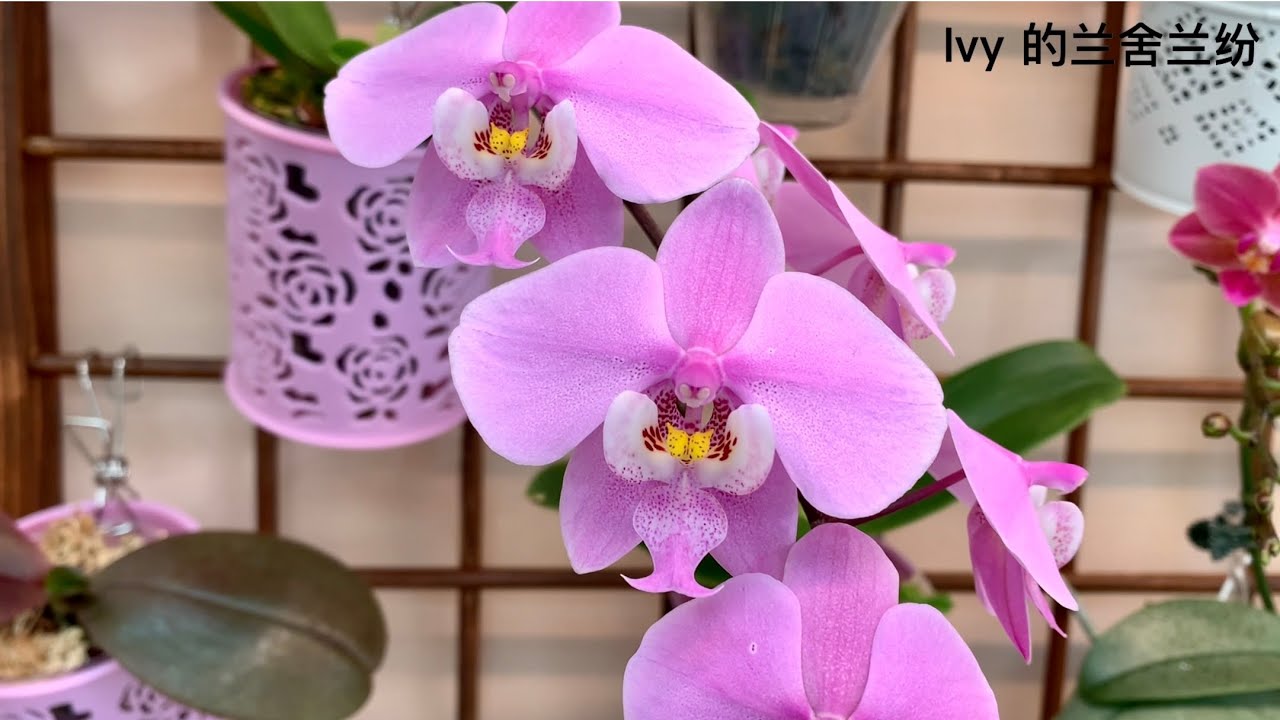 蘭花（111）（國語）原生種蝴蝶蘭中的珍品：西蕾麗Phalaenopsis schilleriana
