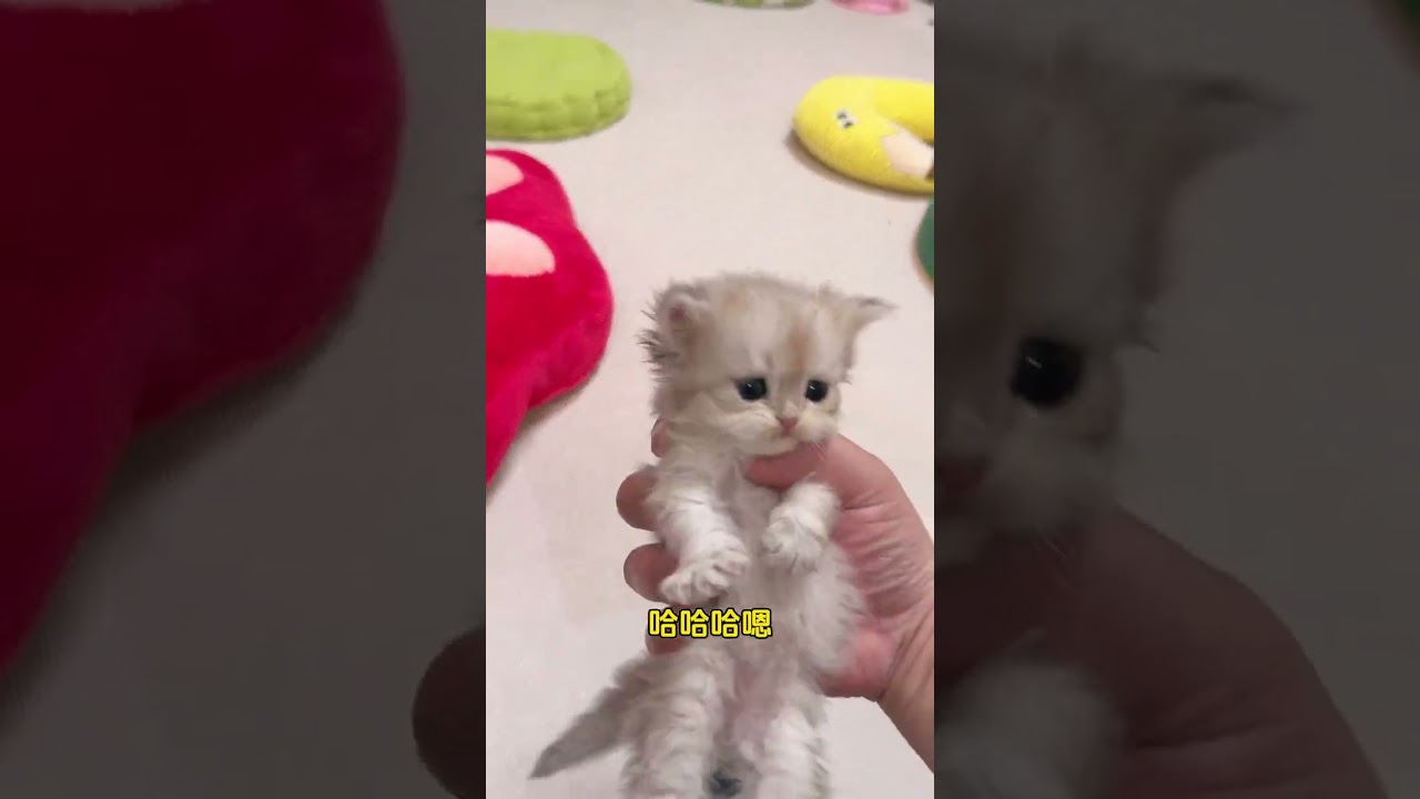 Когда я забрала бутылочку с молоком у маленького котенка, его реакция была просто очаровательной....