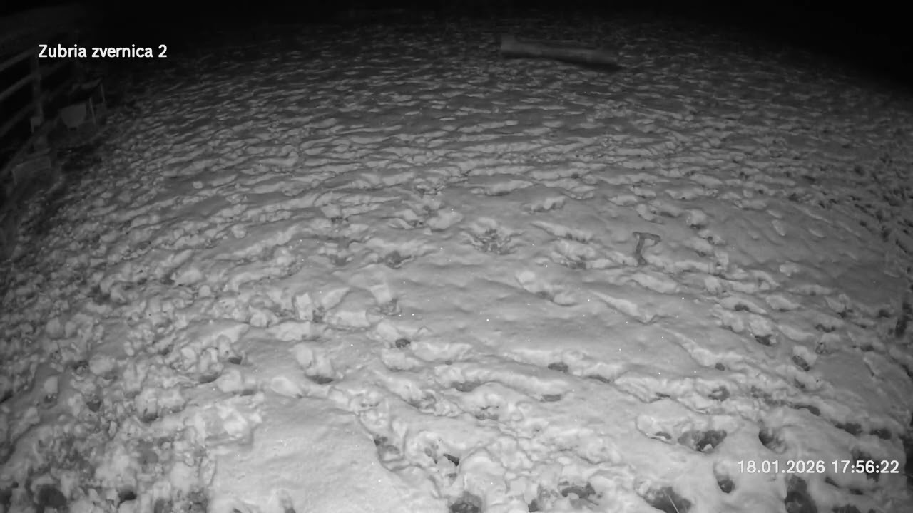 Zubria zvernica (cam213) 18.01.2026 o 