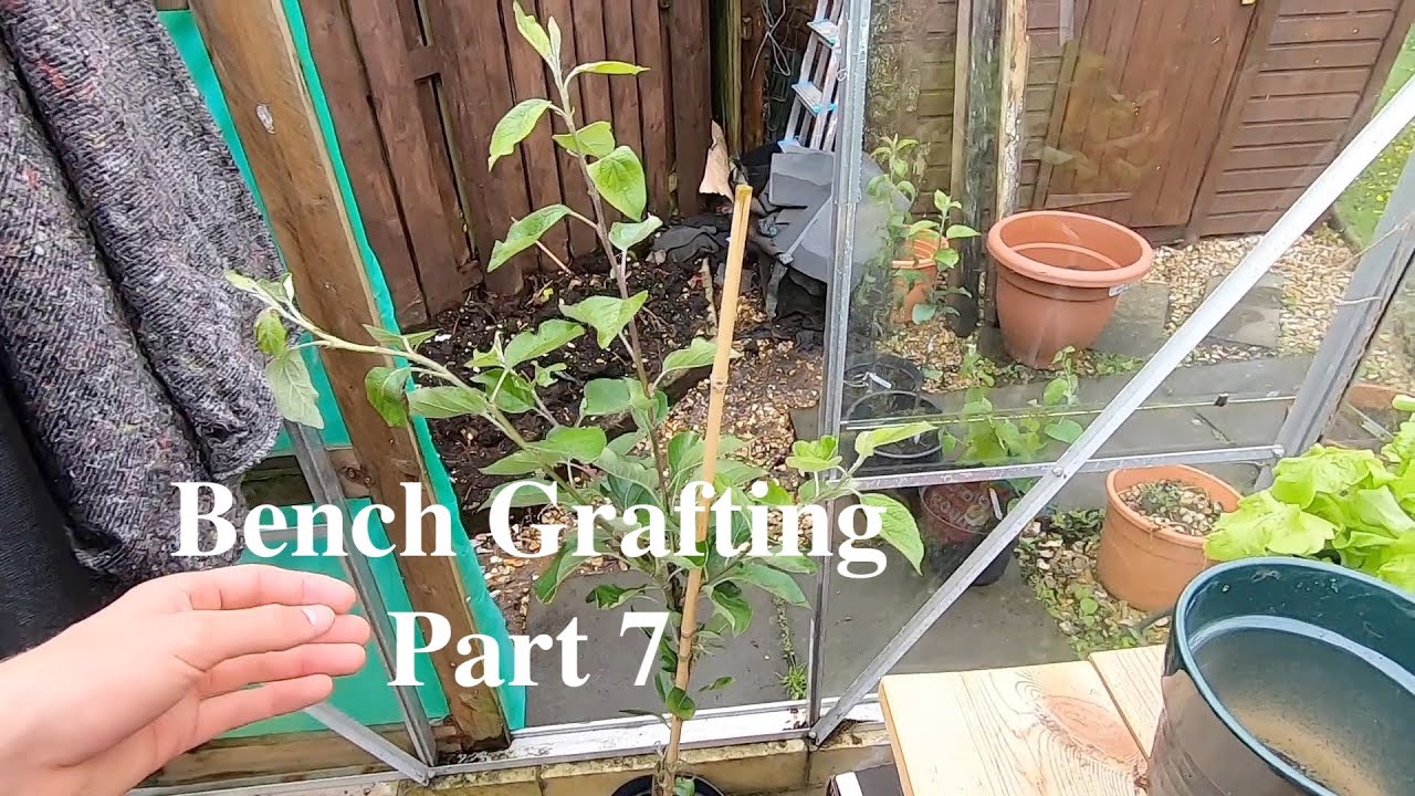 Bench grafting apple and pear trees part 7: A tree in it's second year and pruning talk
