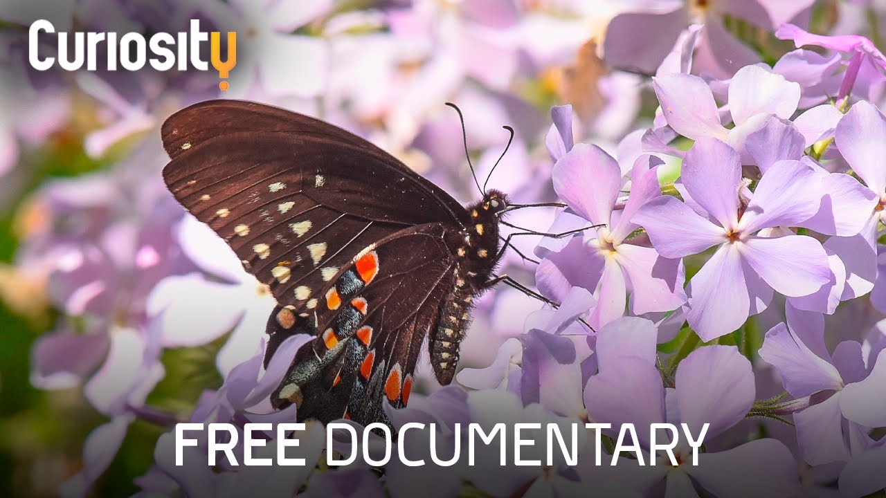 The Effects Of Declining Insect Populations | Bright Now