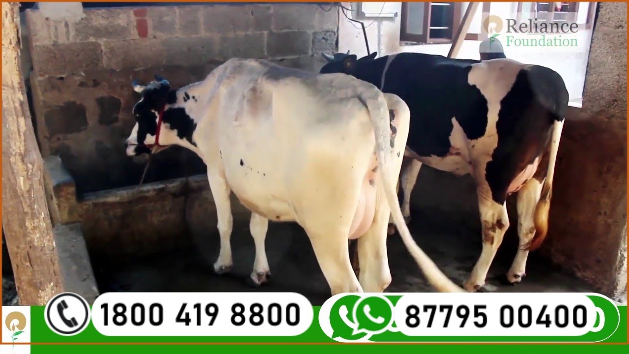 തൊഴുത്തിലെ ഈച്ച ശല്യം നിയന്ത്രിക്കല്‍ | Fly Control Methods in Cow Shelter