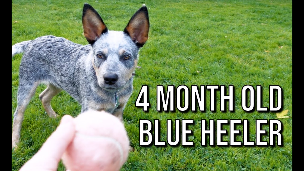 4 MONTH OLD PUPPY | Rocket