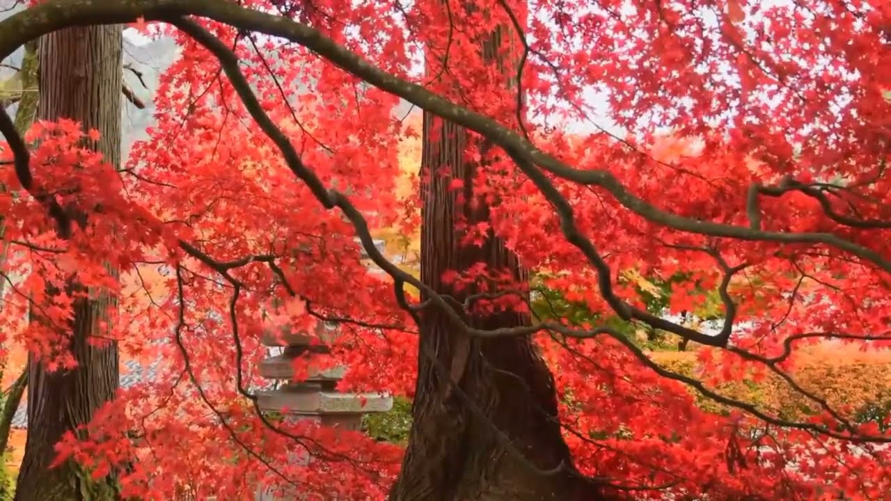 RED LEAVES AUTUMN WITH LOVE LAND MUSIC FREE BACKROUND