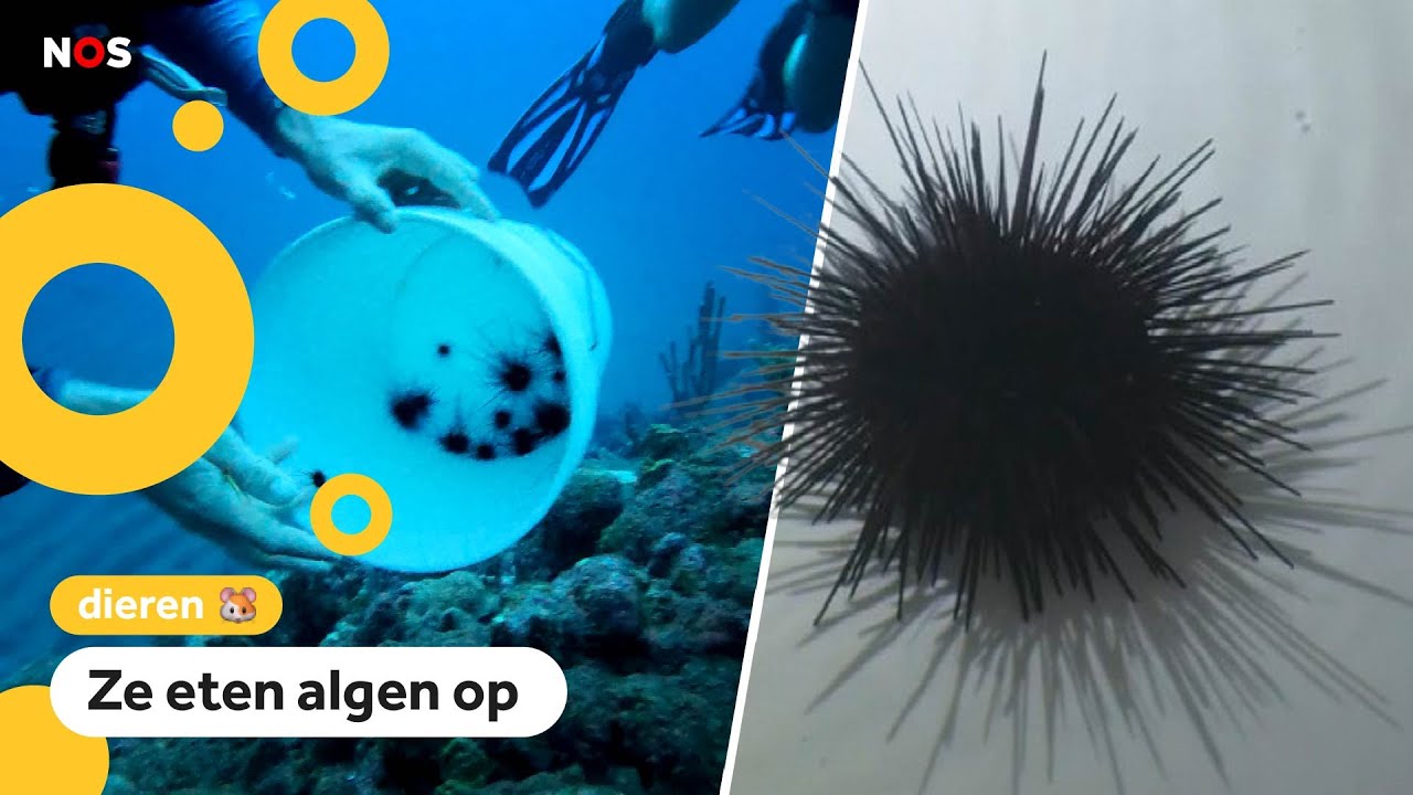 Koraalrif bij Saba sterft af, maar zee-egels kunnen helpen