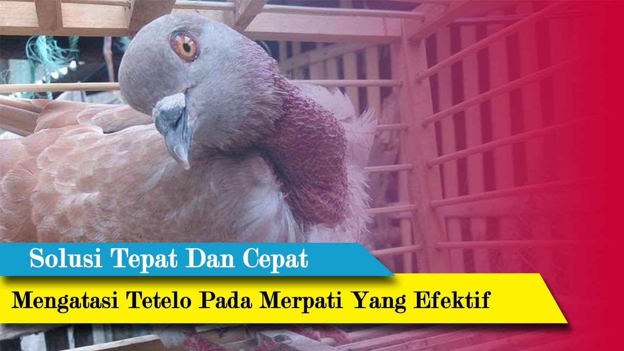 Cara Mengobati Tetelo Pada Merpati - Solusi Tepat Dan Cepat Untuk Merpati Kesayangan Anda