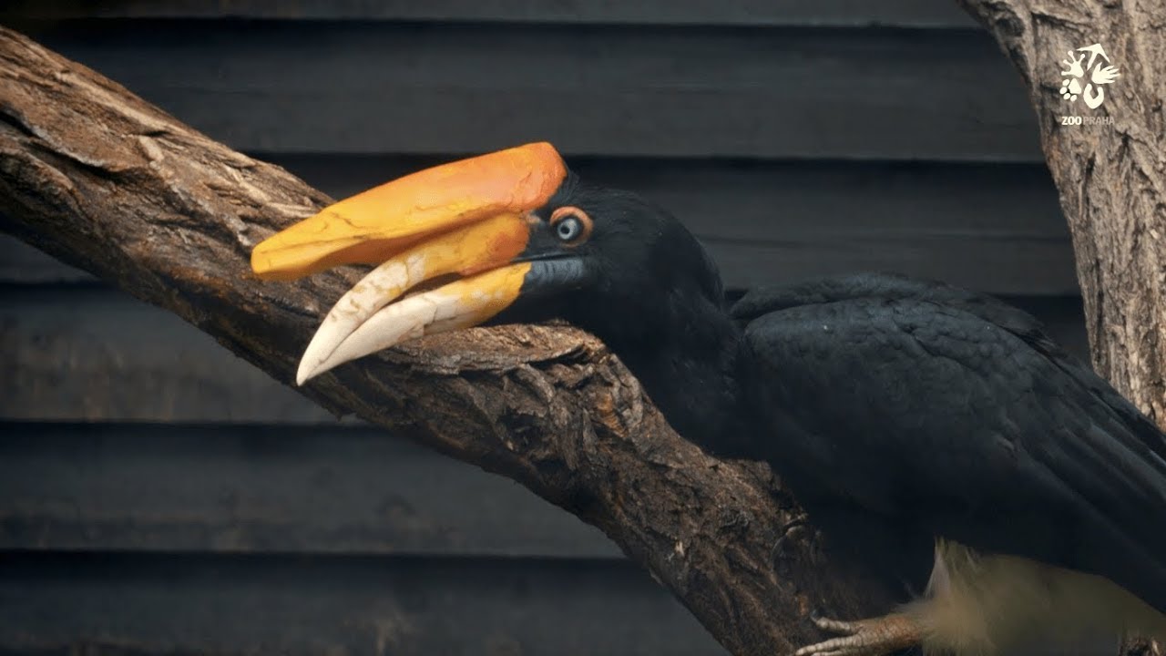 Zoo Praha: Krmení mláďat pomocí maňáska
