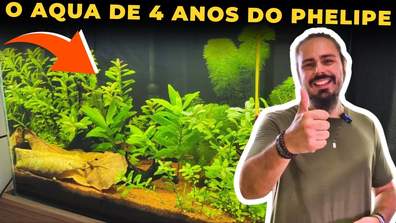 🔴O AQUÁRIO DE 4 ANOS DO INSCRITO PHELIPE |Mr. Betta|