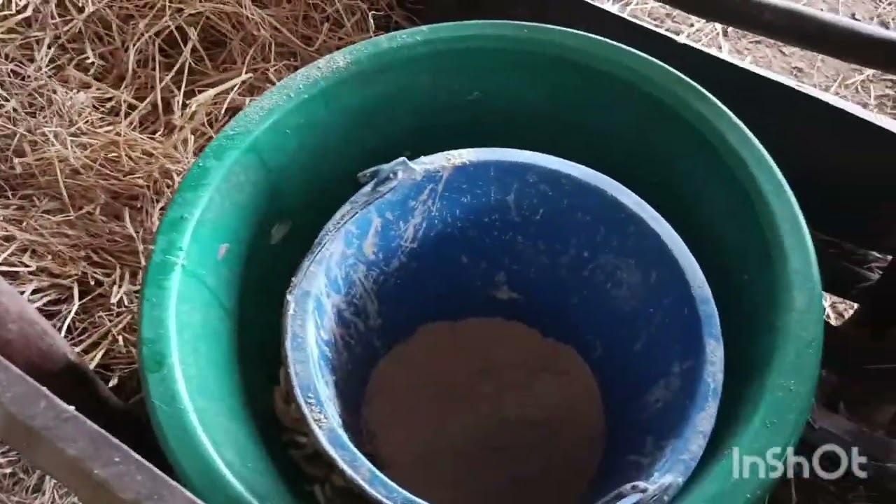 อาหารงัวลดต้นทุนช่วงน้ำท่วมหรือหน้าแล้งหญ้าบ่มี สูตรนี่สดวกง่ายประหยัดนำ
