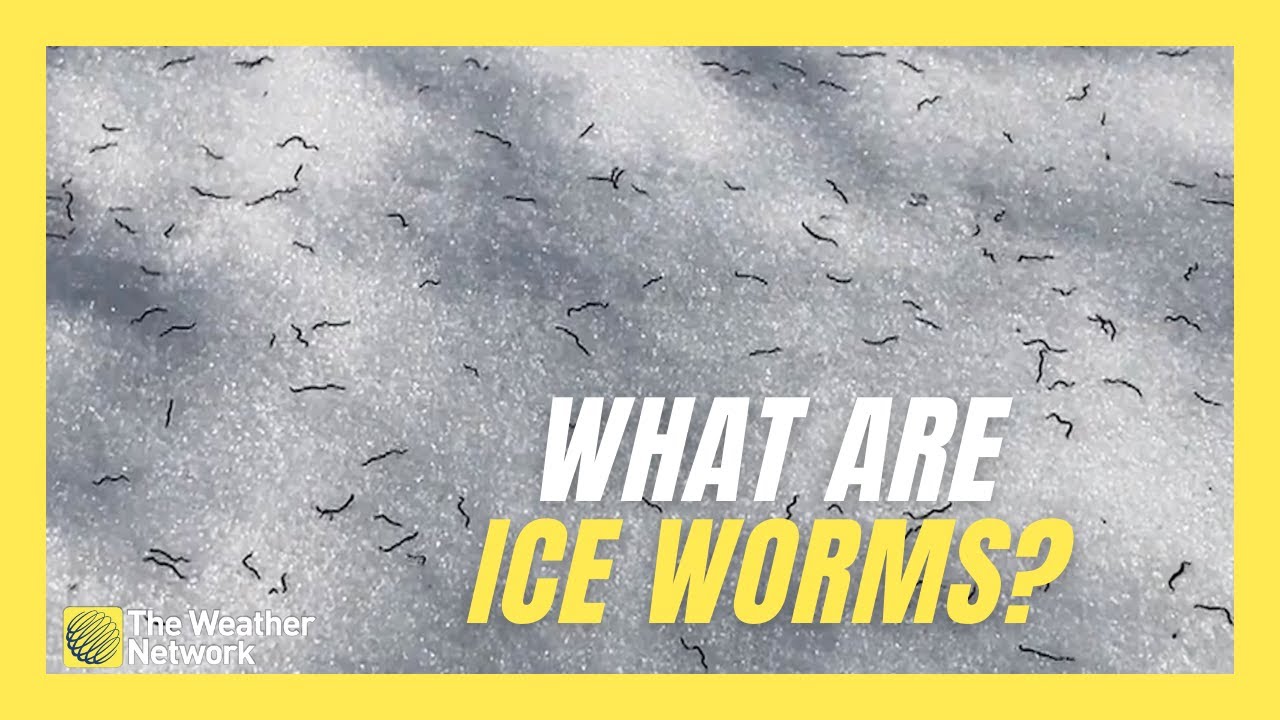 These &lsquo;Ice Worms&rsquo; Living on Mountain Glaciers Are Still Largely a Mystery