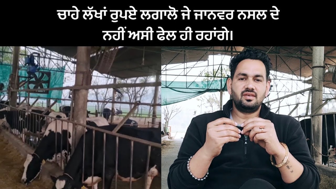 Breed(Nassal ) de sir te khada hoya dairy farm | Ardaas Farm ਆਲੇ