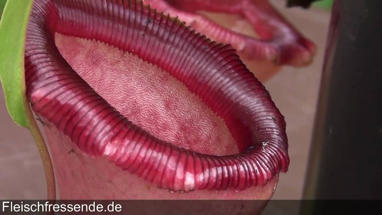 Nepenthes Ventricosa Kannenpflanze