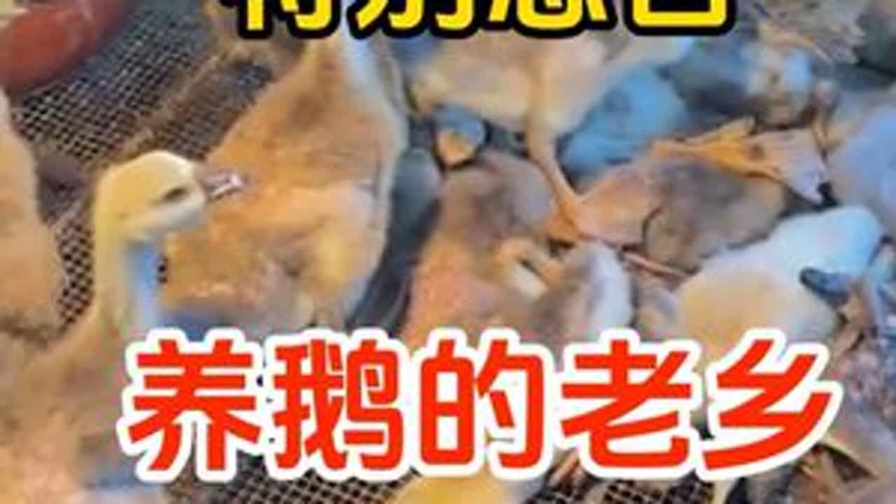 #散养大鹅