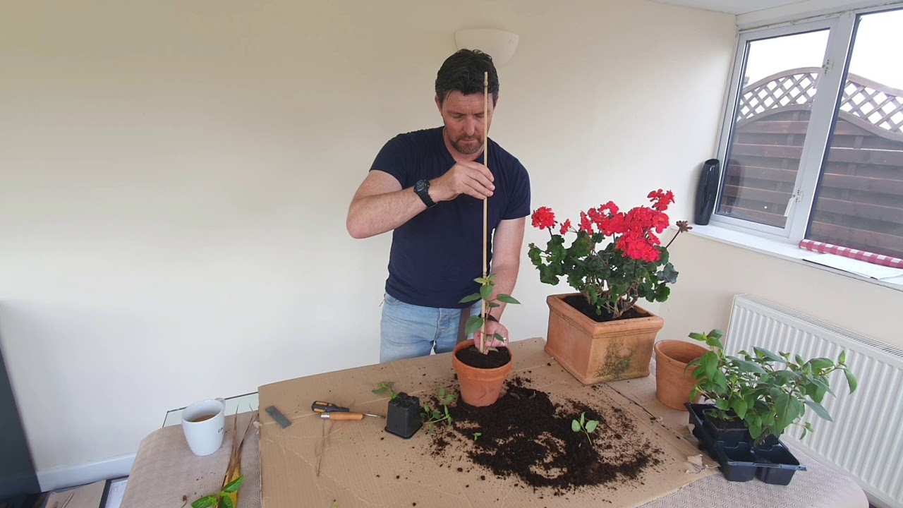 Making a Standard Fuchsia