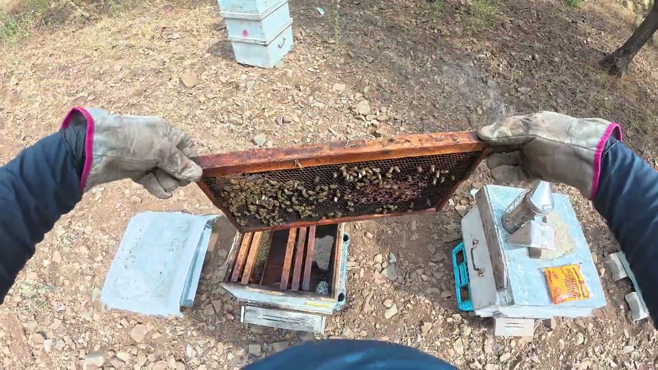 MEHMETALAN ARILIK ZIYARETI 1 20250917