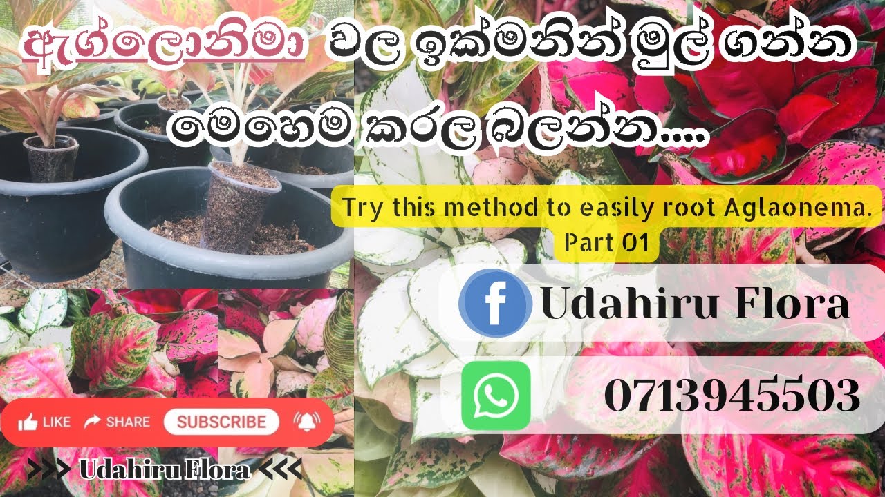 ඇග්ලොනිමා වල කට් මුල් ගන්න පහසුම ක්‍රමයක්🪴💦Easiest method to rooted #aglonema plants to beginners🌱