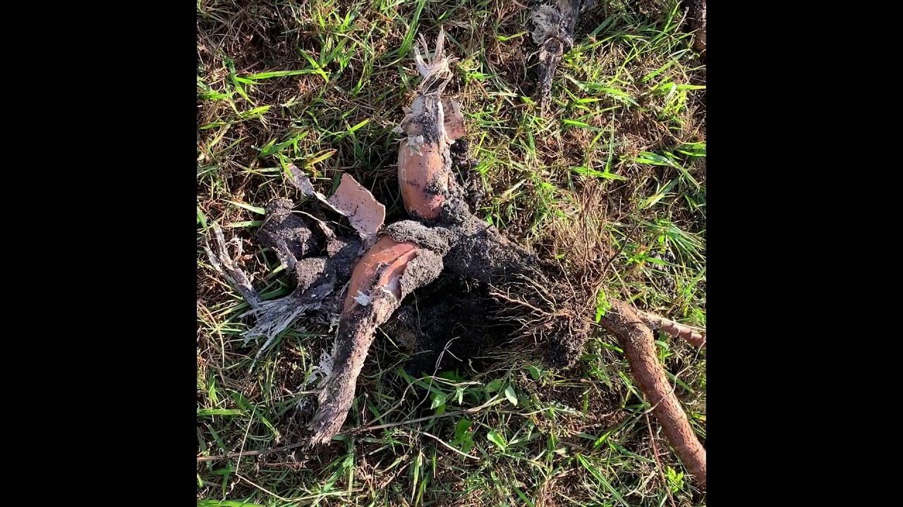 Waited Too Long To Harvest Cassava