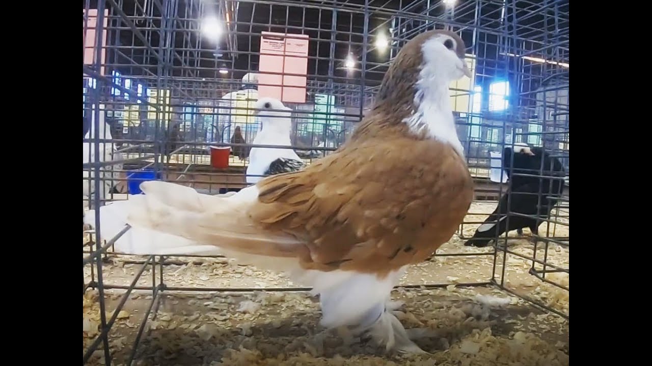 Fancy Pigeon Show & Shenanigans BCP&PA