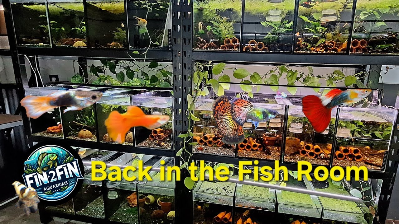 Back in the Fish Room, Outdoor Pond area being removed