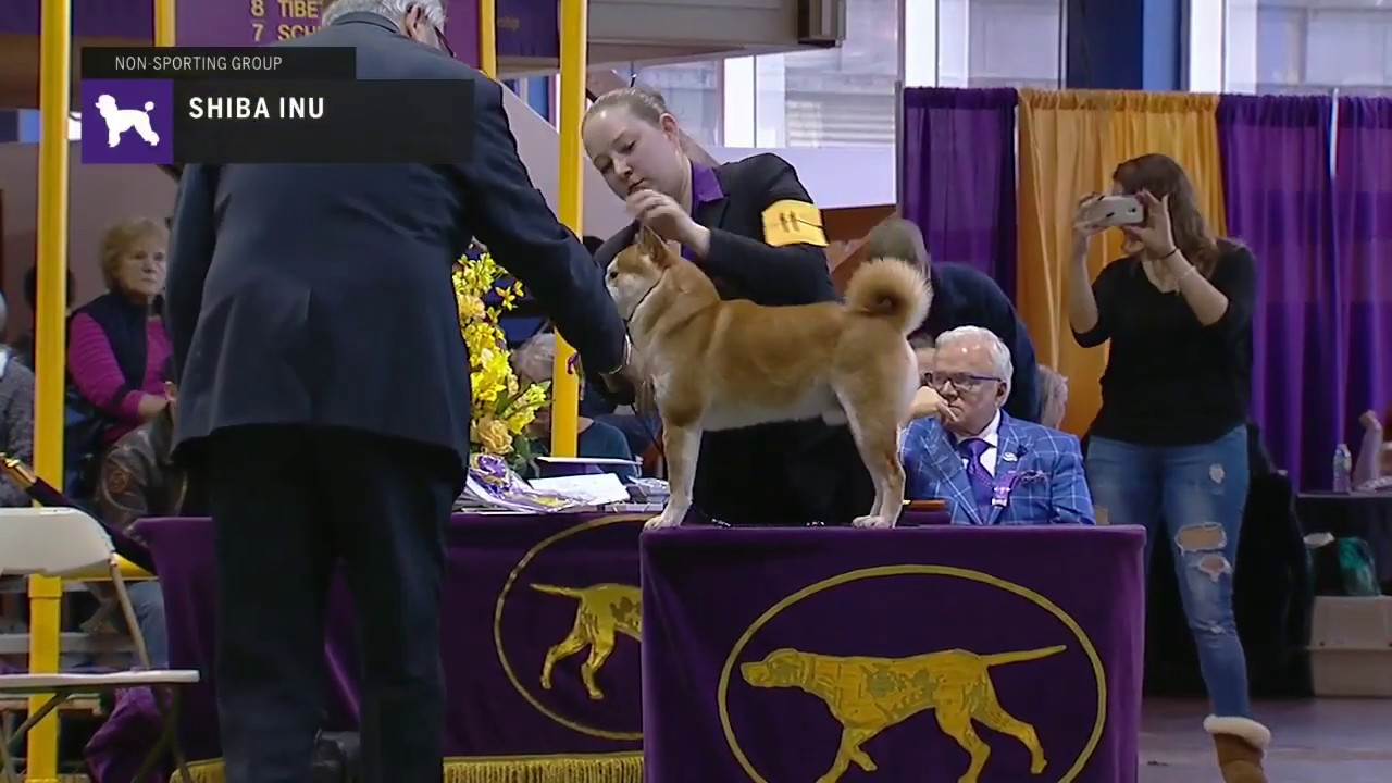 Shiba Inu | Breed Judging 2019