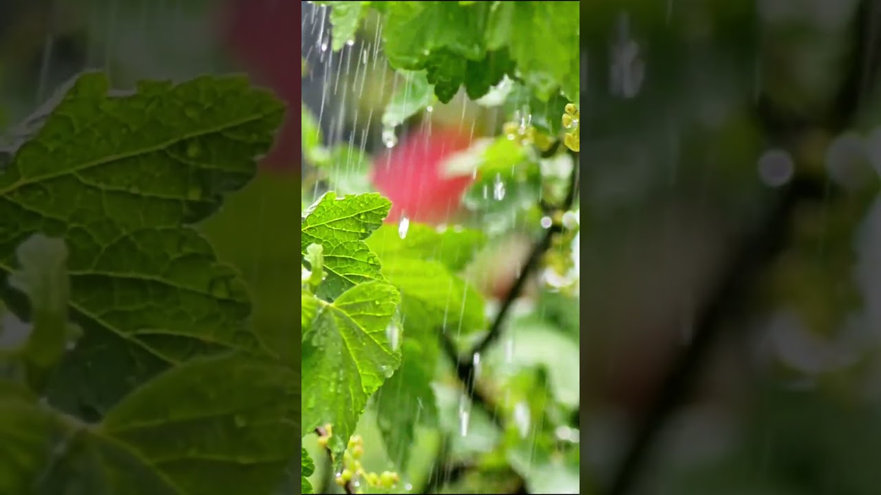 Rain & Piano for Deep Relaxation 🌧️🎹 | Emotional Calm | Sleep & Focus  